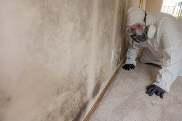 Best Mold Damage Restoration  in Big Stone Gap, VA